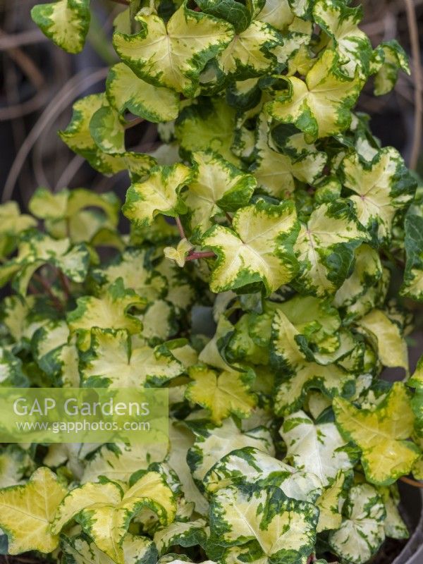 Hedera helix 'Gold Curl'