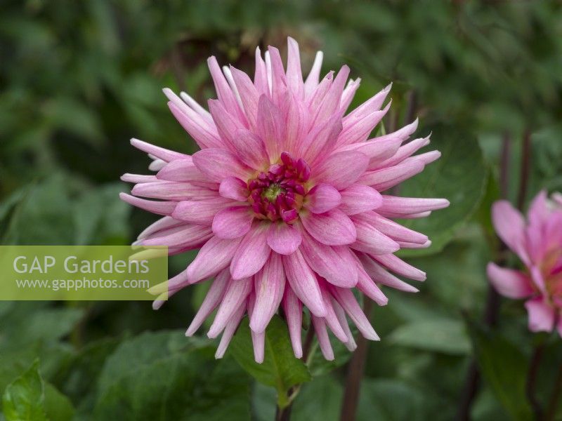Dahlia 'Pipers Pink' flowering  August Summer