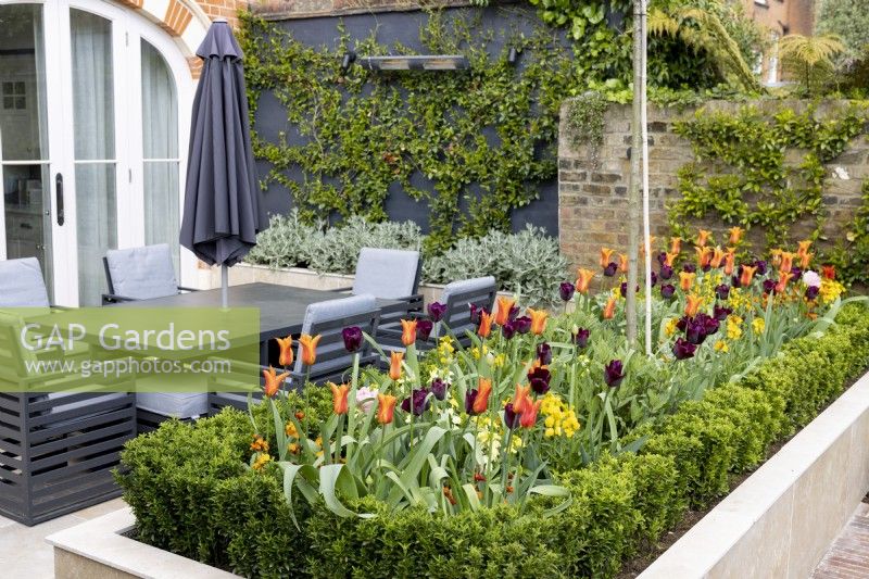Tulipa 'Ballerina' and 'Queen of Night' in contemporary urban garden with garden table and outside dining area