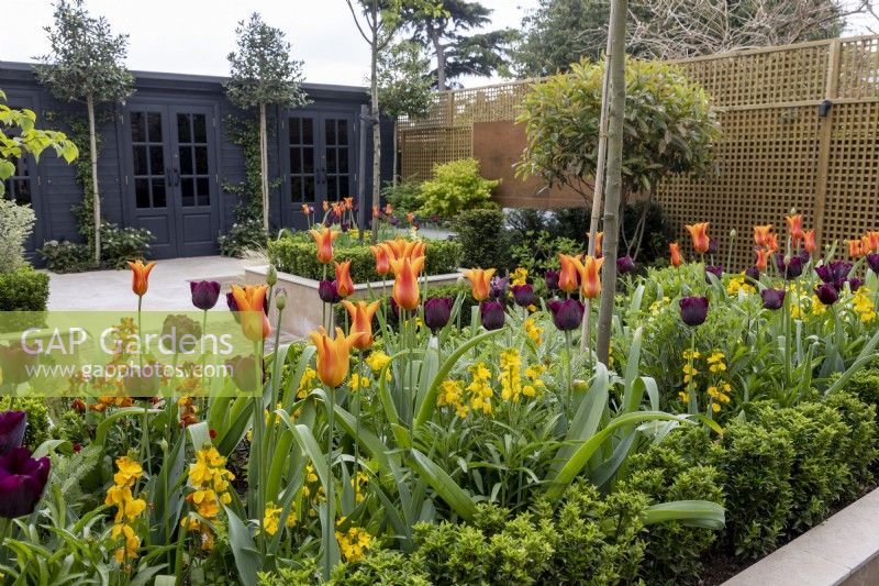 Tulipa 'Ballerina' and 'Queen of Night' in urban garden with contemporary garden office and gym
