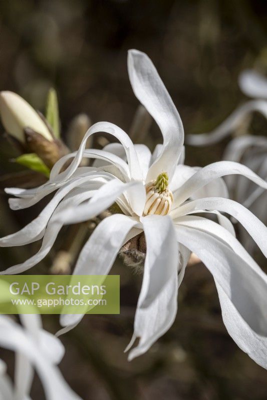 Magnolia stellata 'Royal Star'