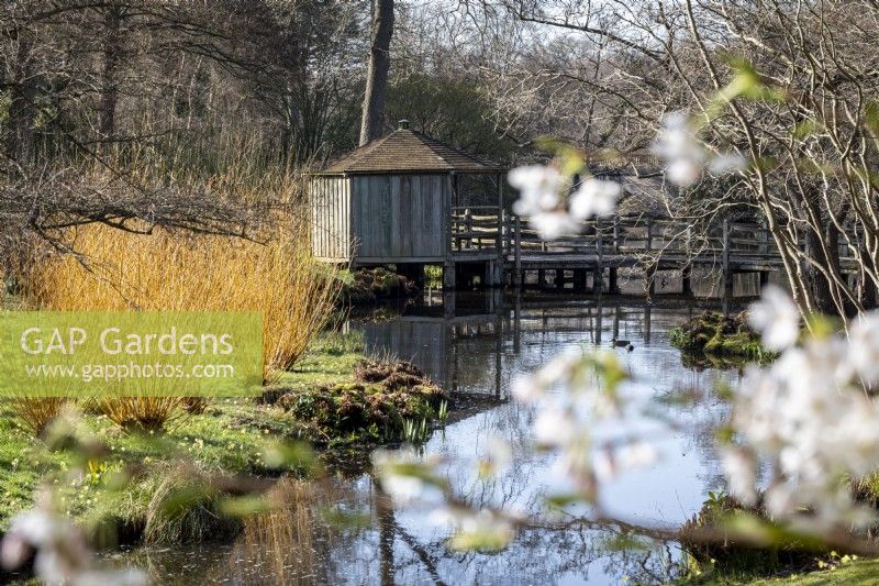 Spring in the Savill Garden, with willows, stream and the old wooden bridge