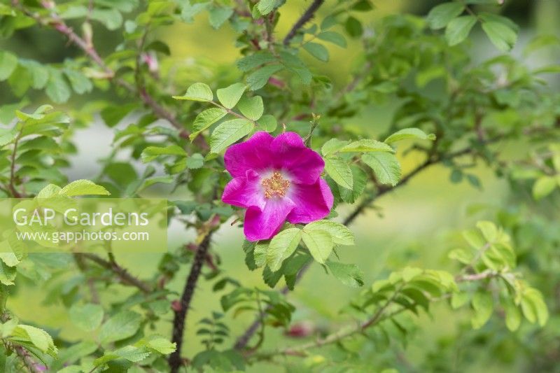 Rosa moyesii Atropurpurea - Moyes Rose
