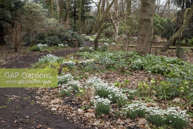 Galanthus nivalis 'S Arnott' with Helleborus 'Harvington Hybrids' in Rosemary's Wood - February

Foggy Bottom, The Bressingham Gardens, Norfolk, designed by Adrian Bloom