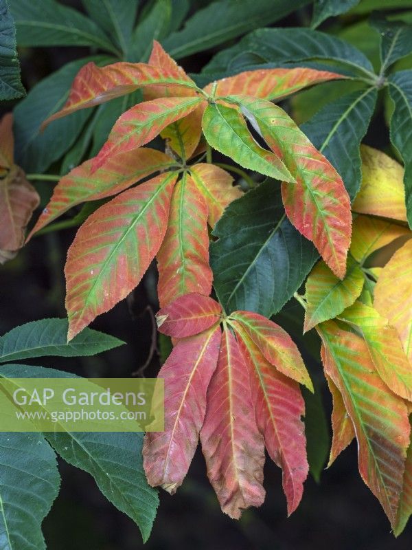Aesculus indica - Indian horse chestnut changing leaf colour