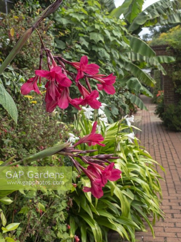 Canna lily in flower and brick pathway