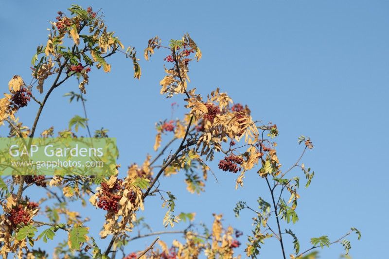 Sorbus - Rowan tree damaged by the hot weather