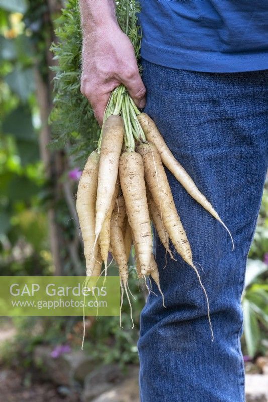 Daucus carota - Gardener holding harvested white satin carrots