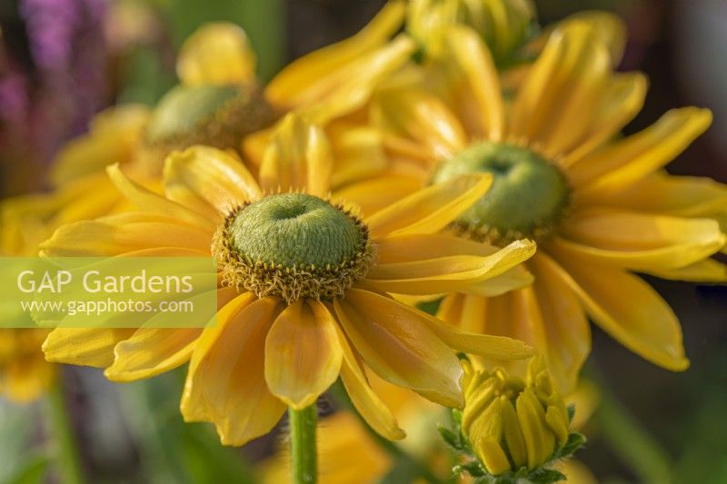 Rudbeckia 'Lemon SmileyZ' flowering in Summer - August