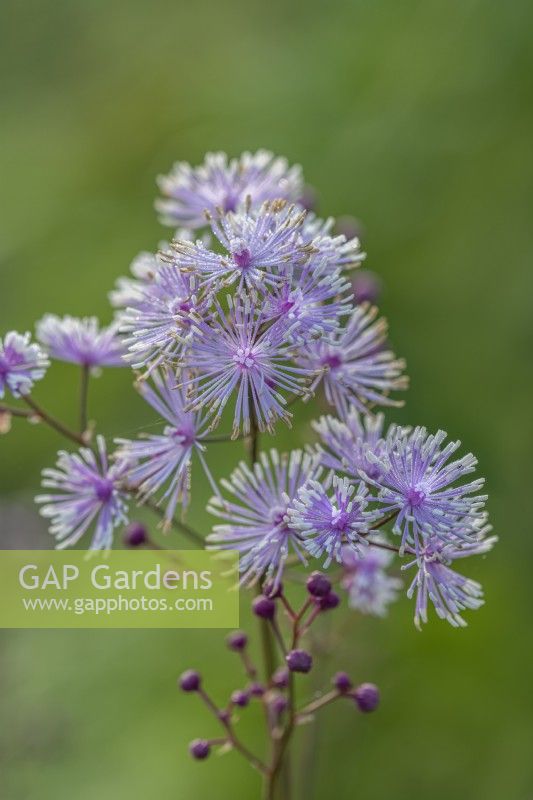 Thalictrum actaeifolium 'Perfume Star' flowering in Summer - July