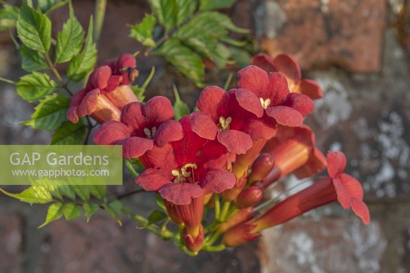 Campsis x tagliabuana 'Madame Galen' flowering in Summer - August