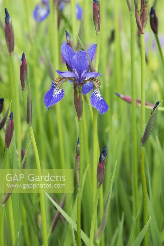 Iris sibirica 'Tycoon' - May.