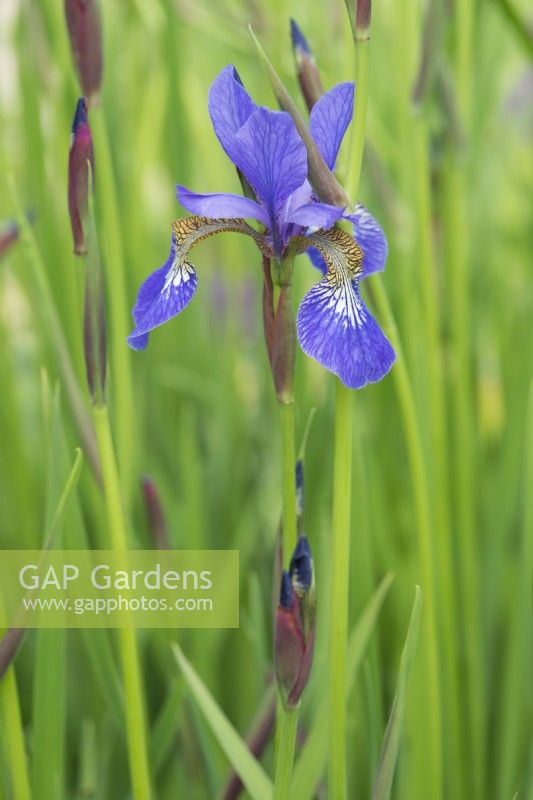 Iris sibirica 'Tycoon' - May.