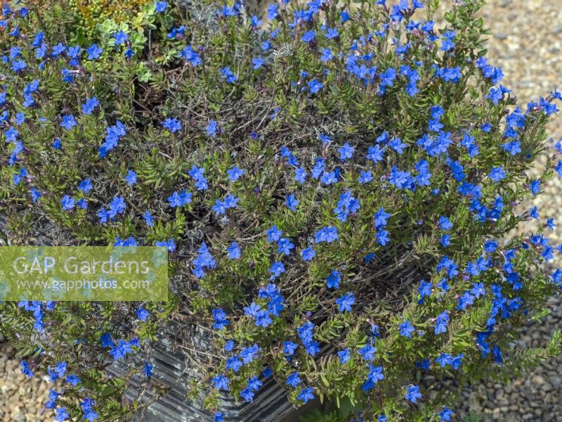 Lithodora Diffusa 'Heavenly Blue' flowering in May