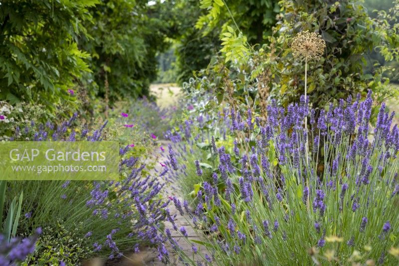 Lavender spills across a paved path in a cottage garden