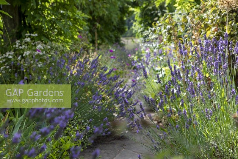 Lavender spills across a paved path in a cottage garden