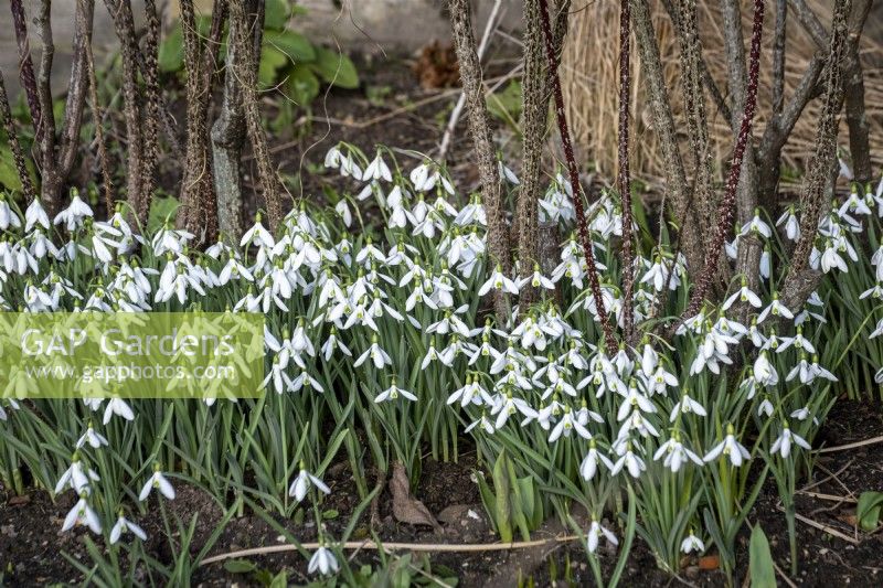 Galanthus nivalis, early spring snowdrops in cottage garden
