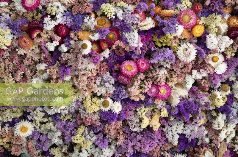Limonium and Helichrysum - Statice and Strawflower Dry flower wall at RHS Wisley Gardens