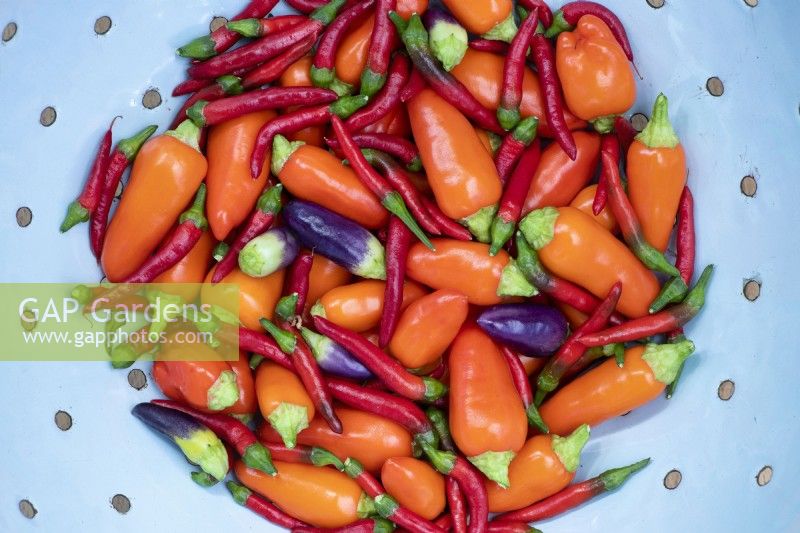 Capsicum 'Red demon' and 'Basket of fire' - Harvested Chilli peppers in a colander