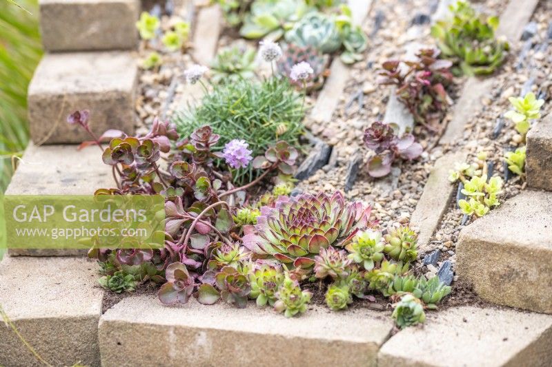 Succulents planted in sloped crevice garden