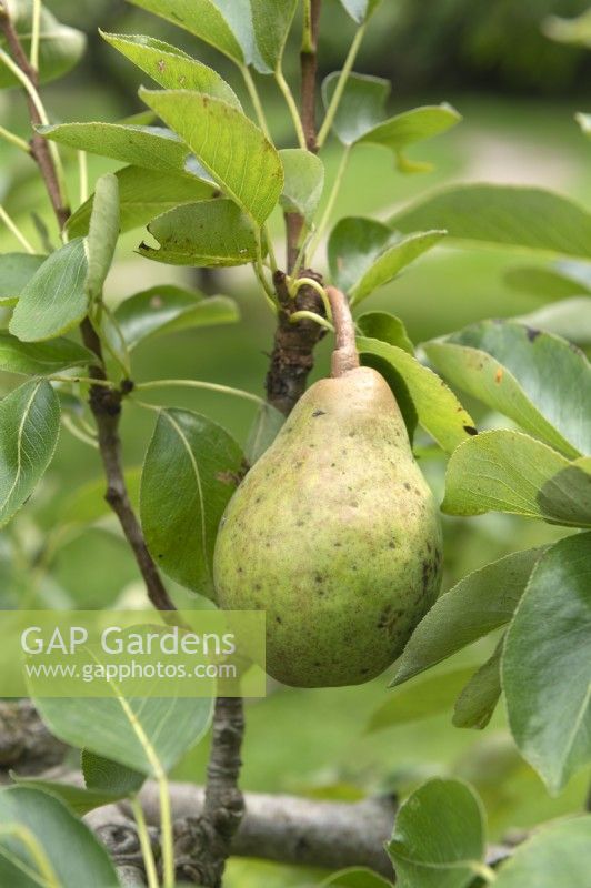 Pyrus communis 'Williams' pear