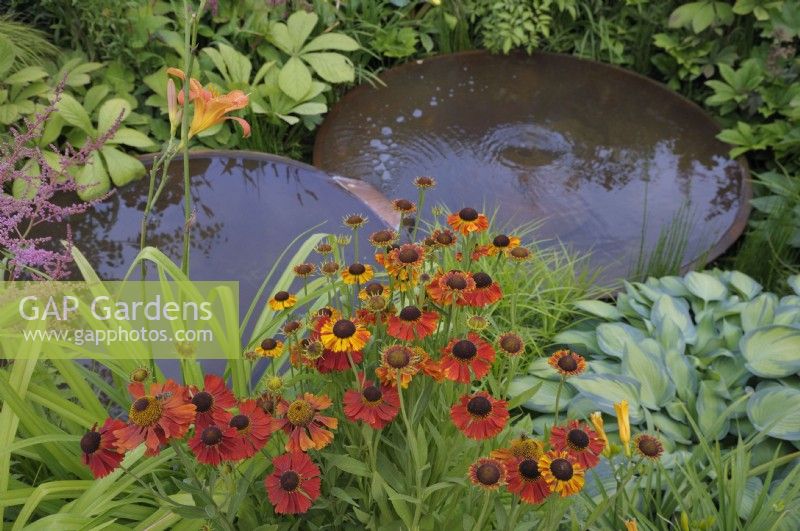 Helenium 'Moerheim Beauty' and marginal plants surrounding two staggered Torc Pots corten steel water bowls.  The Daily Mail and RHS Planet-Friendly Garden, RHS Hampton Court Palace Garden Festival 2022.  Designer: Mark Gregory 