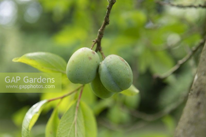Prunus domestica 'Anna Spath' Plum