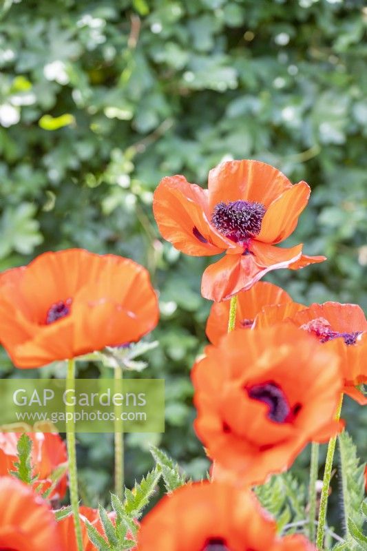 Papaver orientale - Poppies flowering in the plant support