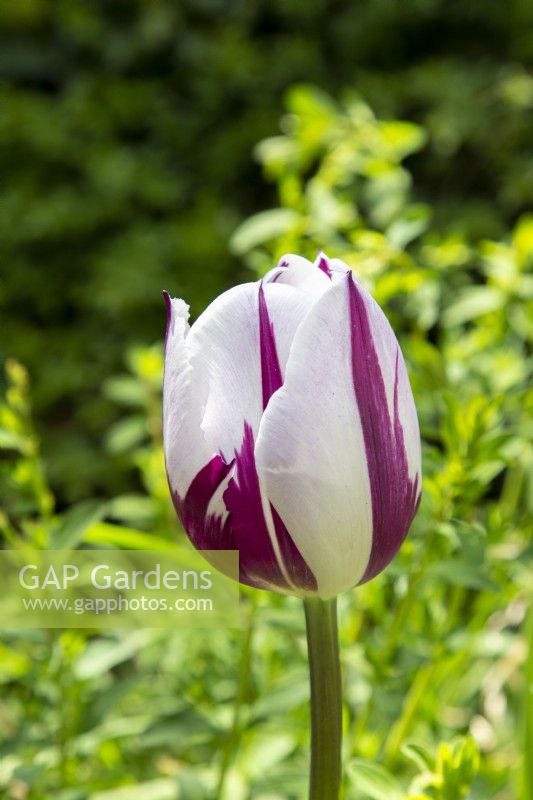 Tulip 'Rem's Favourite' flowering in Spring