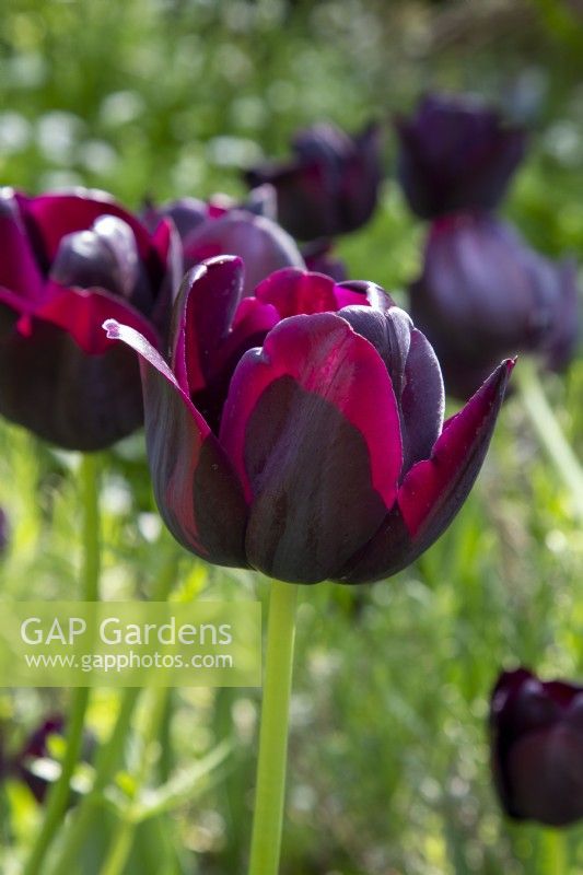 Tulip 'Paul Scherer' flowering in spring
