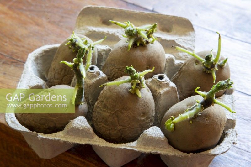 Solanum tuberosum organic 'Orla' seed potatoes chitting in cardboard egg box in late winter March 