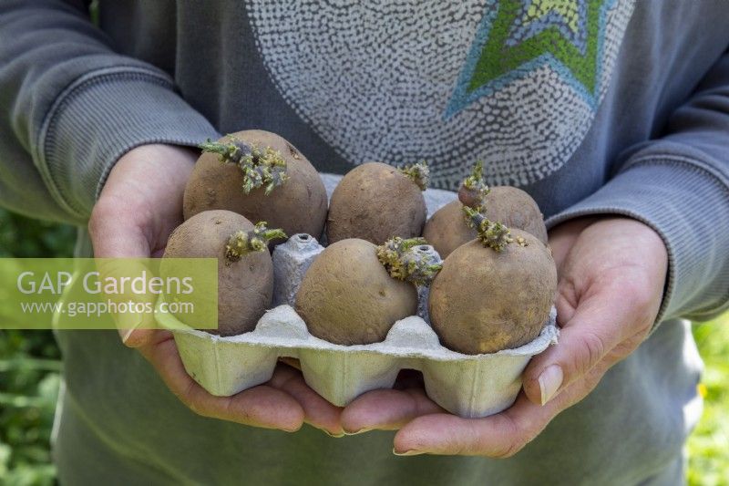 Woman holding 'Maris Piper' seed potatoes chitting in cardboard egg box ready for planting on allotment