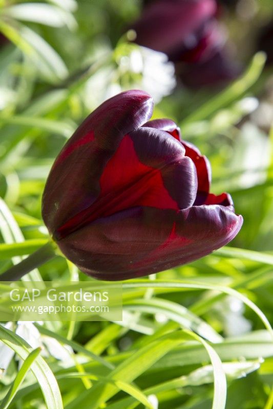 Tulip 'Continental' flowering in Spring