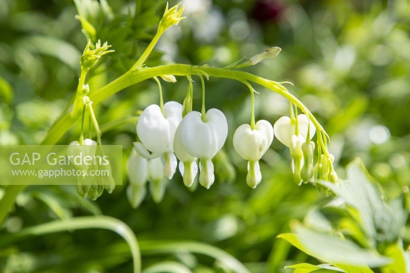 Lamprocapnos spectabilis 'Alba' syn. Dicentra - White Bleeding Heart flowers in late spring May