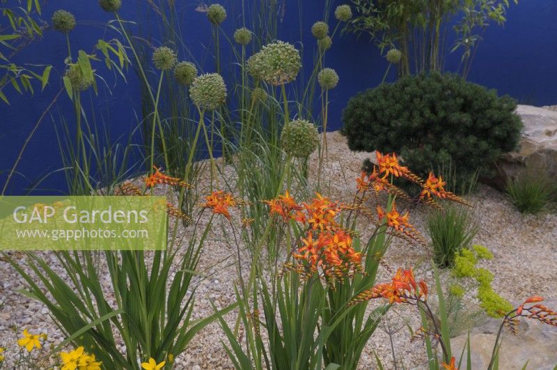 Crocosmia 'Firestarter' - Montbretia - and green Allium seedheads in gravel garden with blue wall background - Over The Wall Garden, supported by Takeda.  RHS Hampton Court Palace Garden Festival 2022.  Designer:  Matthew Childs