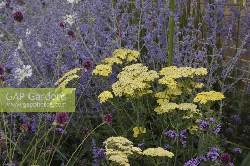 Achillea 'Credo' with Allium sphaerocephalon and Perovskia - Turfed Out Garden, RHS Hampton Court Palace Garden Festival 2022.  Designer: Hamzah-Adam Desai  