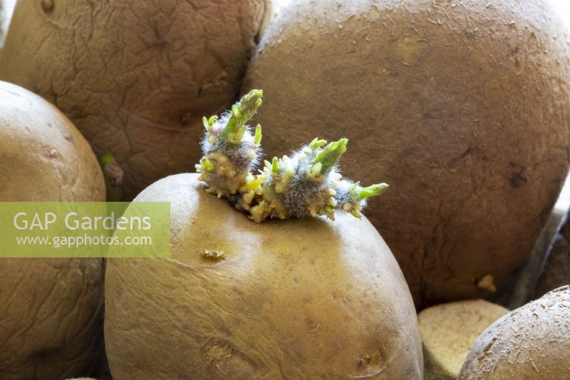 Solanum tuberosum organic 'Maris Piper' seed potatoes in late winter March 