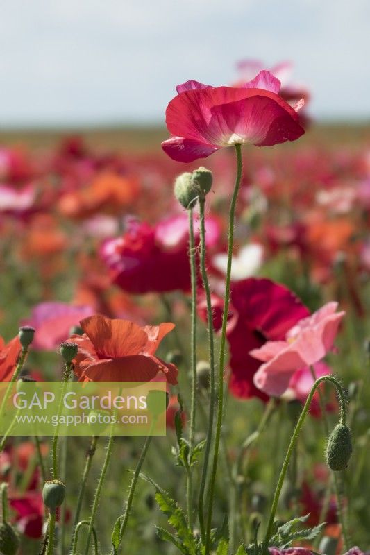Poppies in the field.