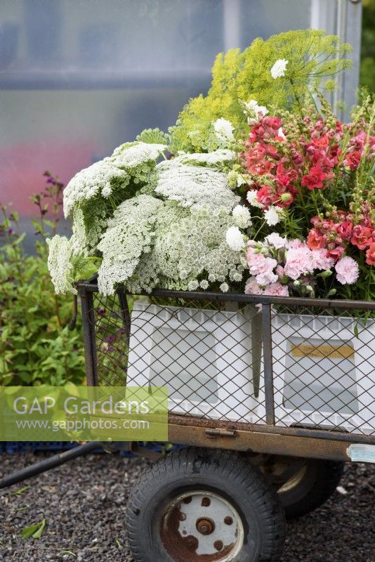 Freshly picked bunches of antirrhinum, Ammi majus and fennel on a trolley at a flower farm in July