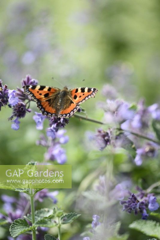 Small tortoiseshell, Aglais urticae, butterfly on catmint in July