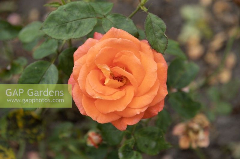 Rosa 'Koningin Maxima' rose