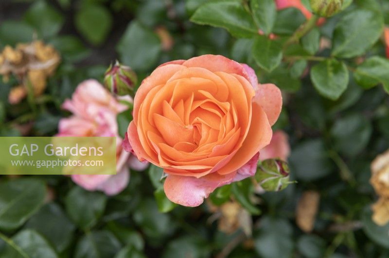 Rosa 'Coral Lions-rose' rose