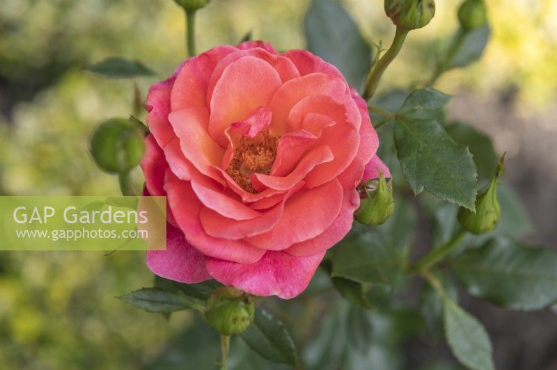 Rosa 'Rainy Day' rose