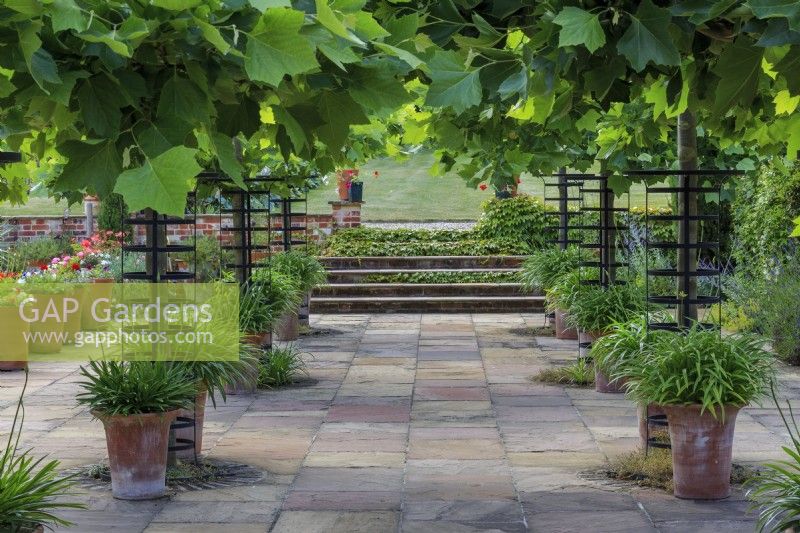 High summer: pleached Western Plane tree, Platanus occidentalis, in paved courtyard with pots of agapanthus in bud. Wide steps at the far end lead onto lawn.