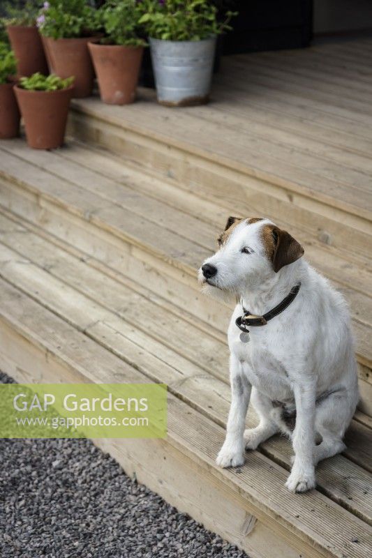 Parson Russell terrier, at the Electric Daisy Flower Farm in July
