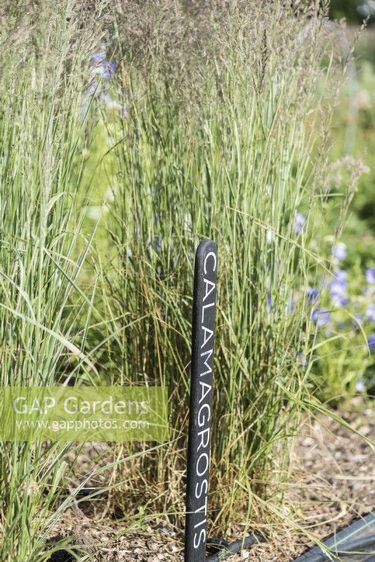 Beds with Calamagrostis x acutiflora 'Karl Foerster' marked with a large black label at a flower farm in July