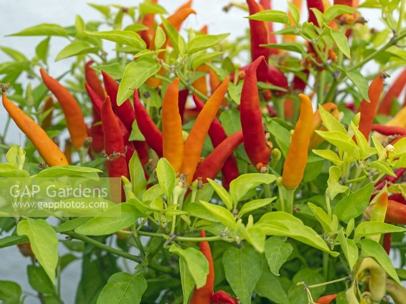  Chilli 'Basket of Fire' 