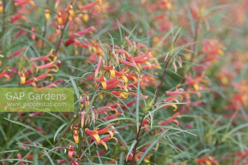 Lobelia laxiflora var. angustifolia - Mexian cardinal flower