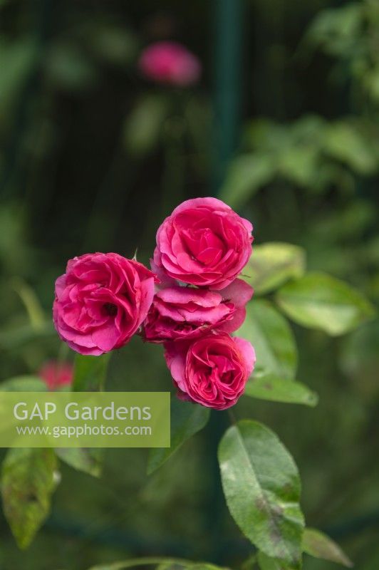 Rosa 'Elveshorn' rose