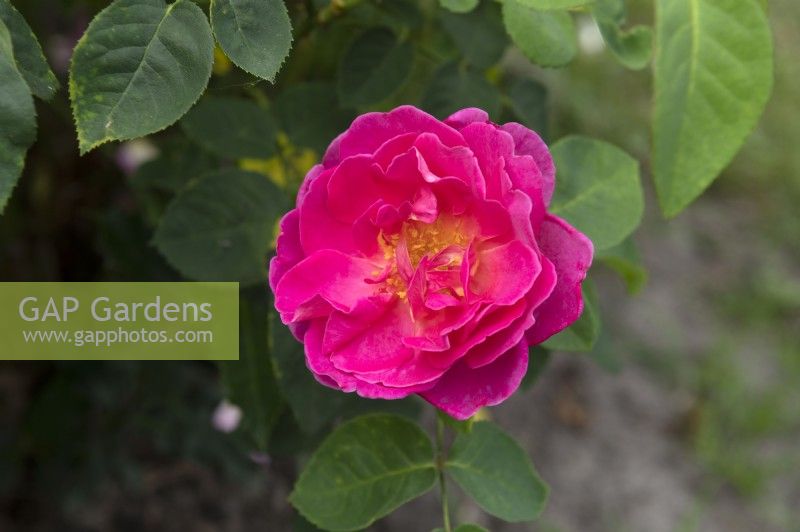 Rosa 'The Herbalist' rose